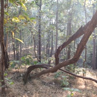 Végétation dans le parc de Pench