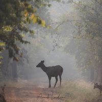 Sambar: femelle et son petit