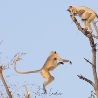 Langur: changement de branche