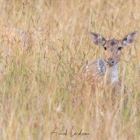 Chital: femelle