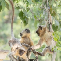 Langur