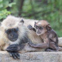 Langur: femelle et son petit