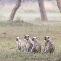 Langur