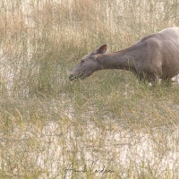 Sambar: femelle