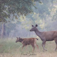 Sambar: femelle et son petit