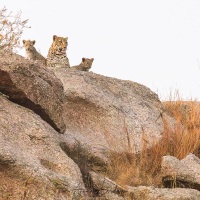 Léoparde et ses petits de 3 mois environ