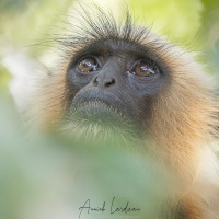 Langur