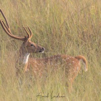 Chital: mâle