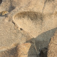 Léoparde: petite sieste au coeur de la colline rocheuse