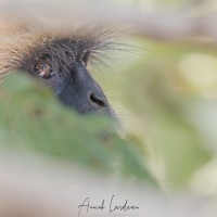 Langur