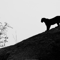 Léoparde sur l'arête