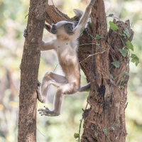 Langur