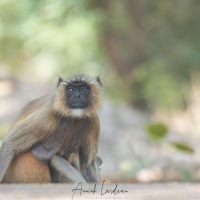 Langur