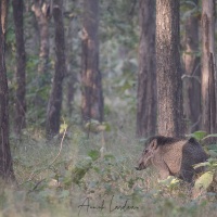 Sanglier