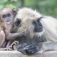 Langur: mère et son petit