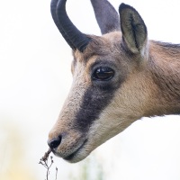 Chamois