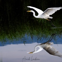 Grande aigrette