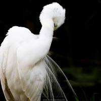 Grande aigrette